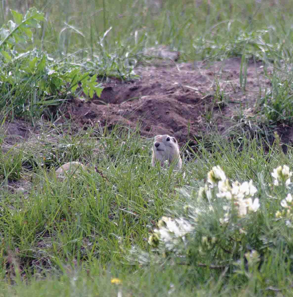 To really reduce gopher numbers, as much shooting as possible needs to take place when vegetation is short in March before they start reproducing.